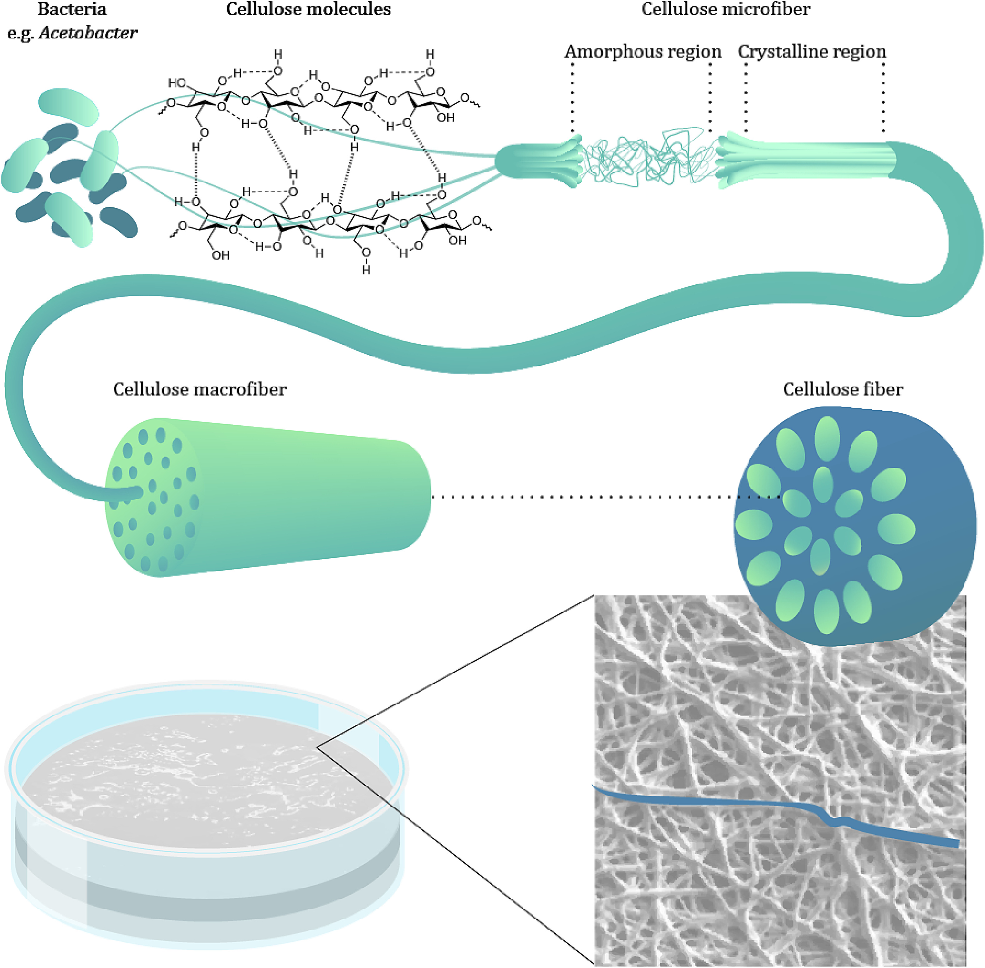 Conductive bacterial cellulose: From drug delivery to flexible electronics